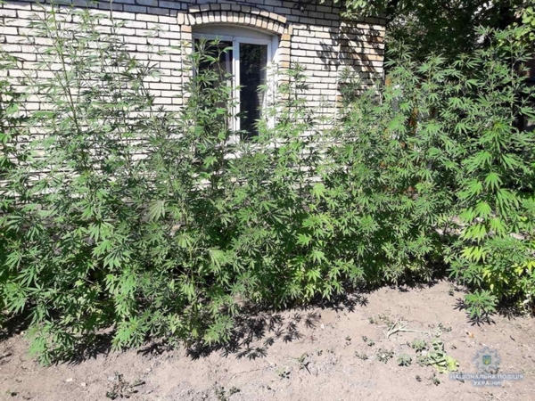 Житель Селидово превратил свой двор в наркотическую плантацию