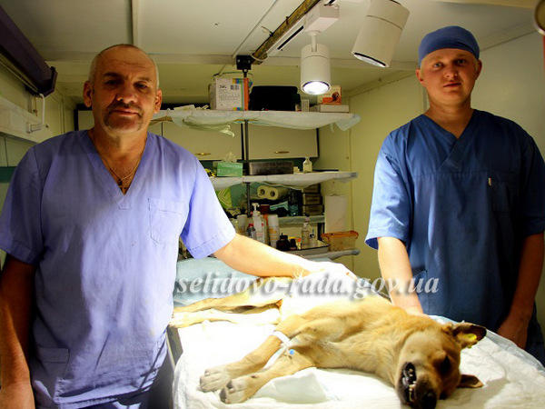 В Селидово началась стерилизация бездомных собак