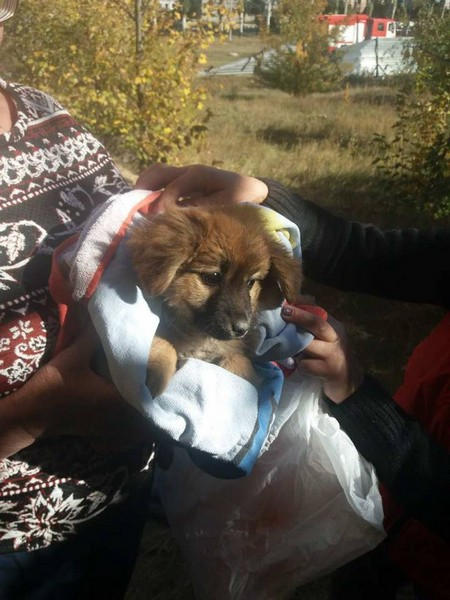 В Покровске спасли маленького щенка, который два дня просидел на дне 6-метрового колодца