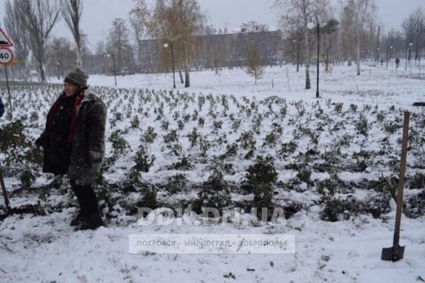 В Покровске, несмотря на снегопад, высаживают розы