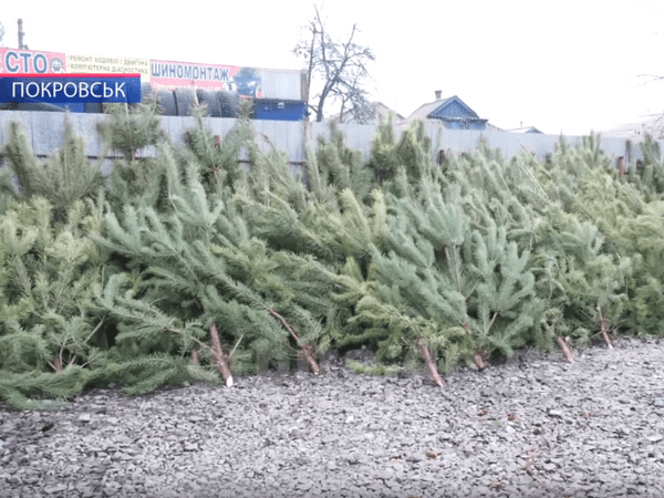В Покровске начали продавать новогодние елки