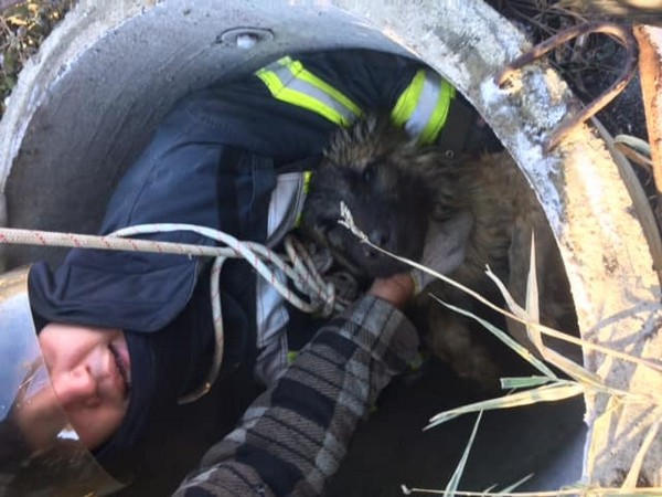 В Покровске спасателям чудом удалось спасти собаку, которая оказалась в ловушке