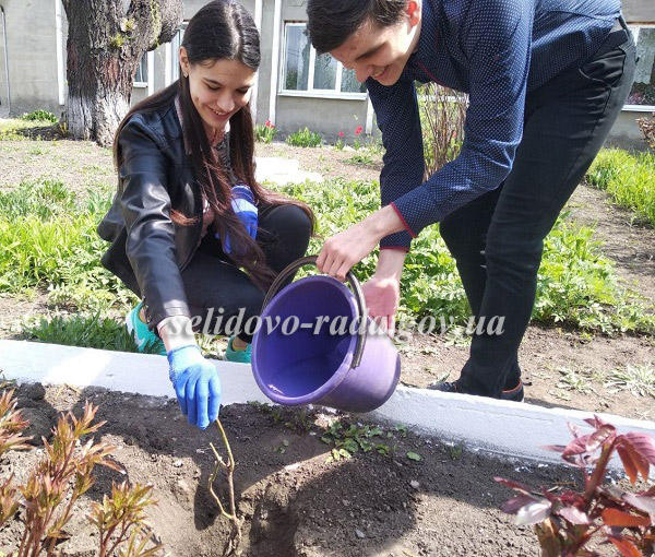 Селидовские гимназисты высадили розы в память о школьных годах