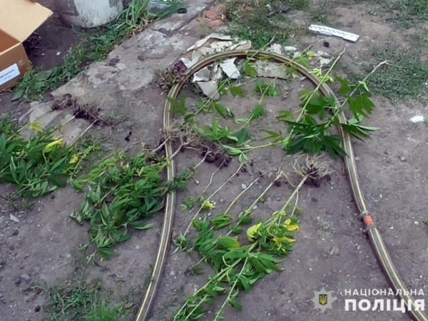 Жительница Покровска превратила свой двор в наркоплантацию