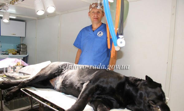 В Селидово началась массовая стерилизации бездомных собак, на которую выделили 100 тысяч гривен