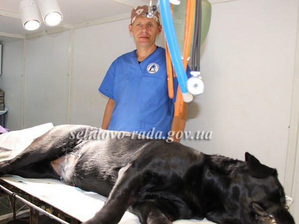 В Селидово началась массовая стерилизации бездомных собак, на которую выделили 100 тысяч гривен