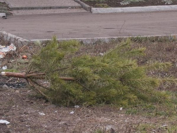 В Покровске нашли применение новогодним елкам