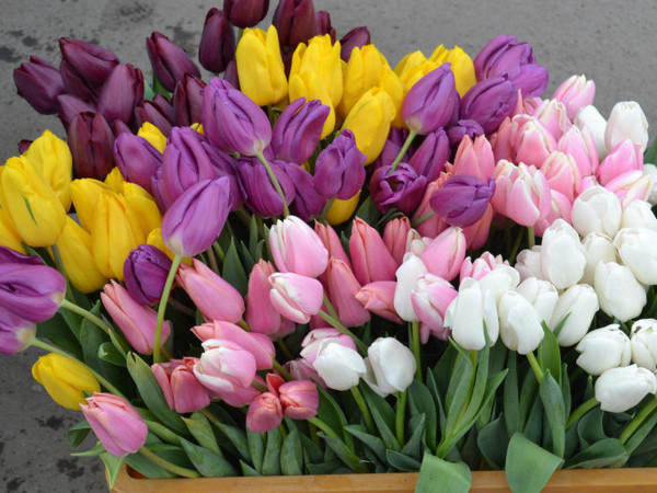 Сколько стоят цветы накануне 8 Марта в Покровске