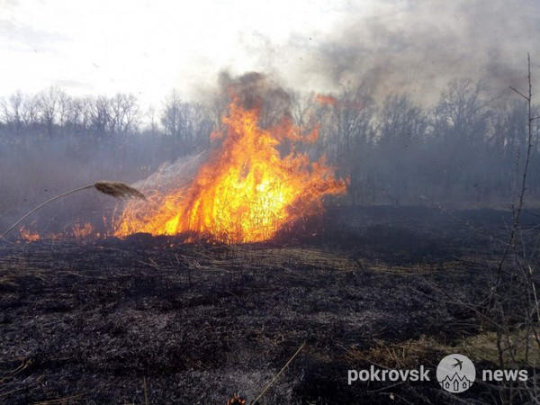 Спасатели около двух часов тушили масштабный пожар в парке Покровска
