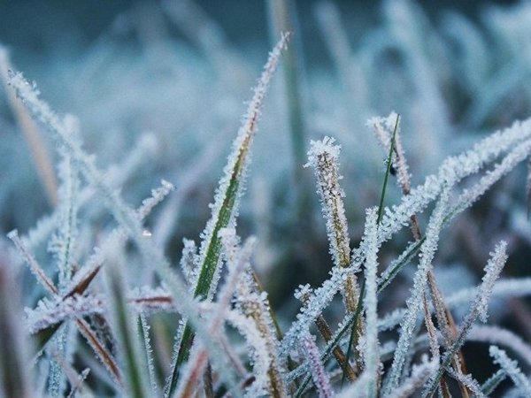 В Донецкой области прогнозируют сильные заморозки