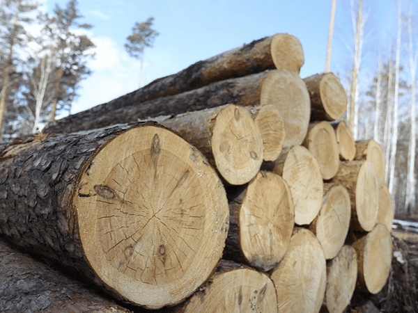 «Черный лесоруб» из Покровска спилил деревьев почти на полмиллиона гривен