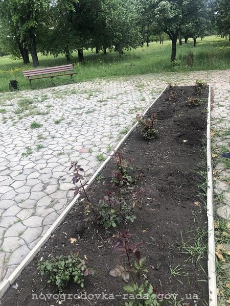 В Новогродовке массово воруют только что высаженные цветы