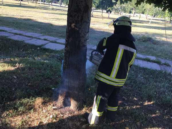 В Покровске спасатели спилили аварийное дерево, которое угрожало пешеходам