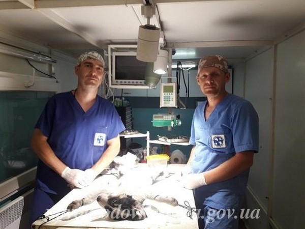 «Ветеринары без границ» проводят стерилизацию бездомных животных в Новогродовке