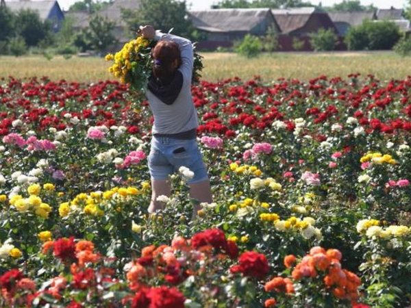 Покровский питомник роз, который является одним из лучших в Украине, поражает разнообразием цветов