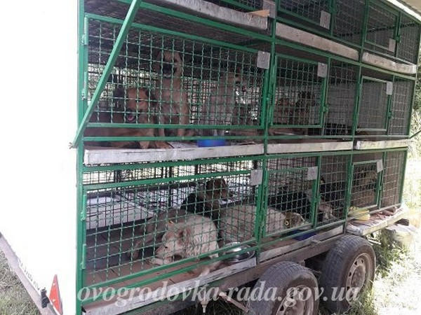 «Ветеринары без границ» проводят стерилизацию бездомных животных в Новогродовке