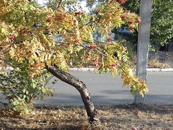 В Новогродовке высаживают новые деревья