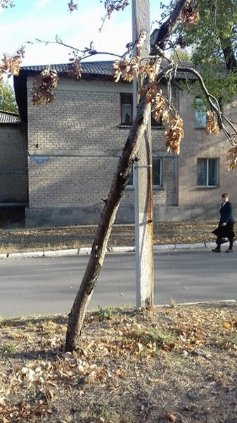 В Новогродовке высаживают новые деревья