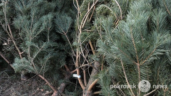 Начали продавать раньше обычного: сколько стоят новогодние елки в Покровске