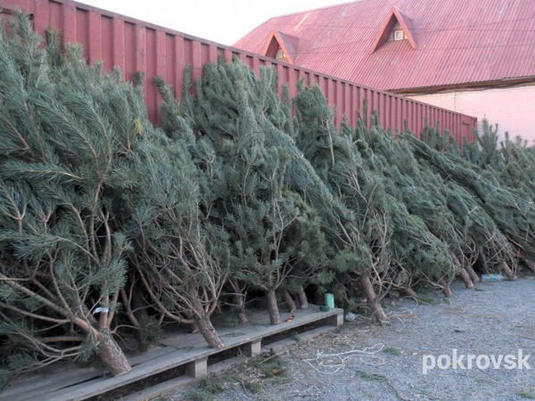 Начали продавать раньше обычного: сколько стоят новогодние елки в Покровске