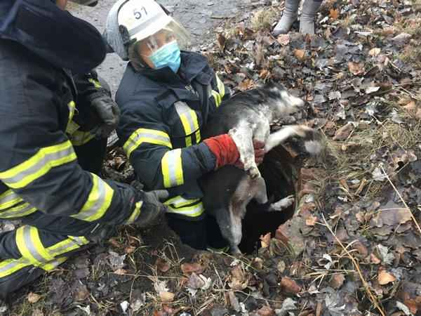 Чтобы помочь собаке в Покровске, пришлось привлекать спасателей