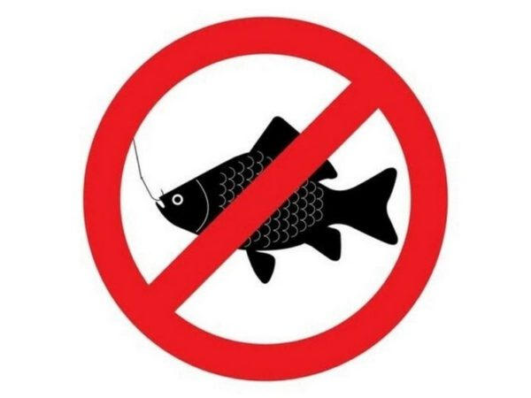 С завтрашнего дня в Донецкой области вводится запрет на вылов рыбы