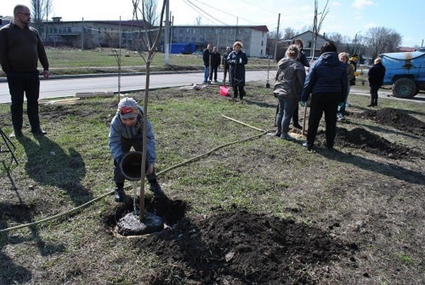 В Новогродовке высадили около 50 молодых деревьев