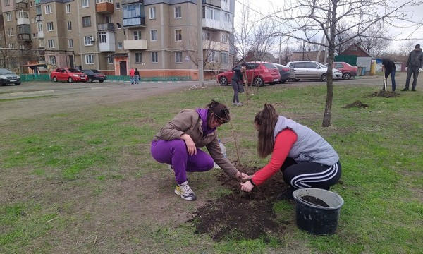 В Селидово высадили деревья, кусты и цветы