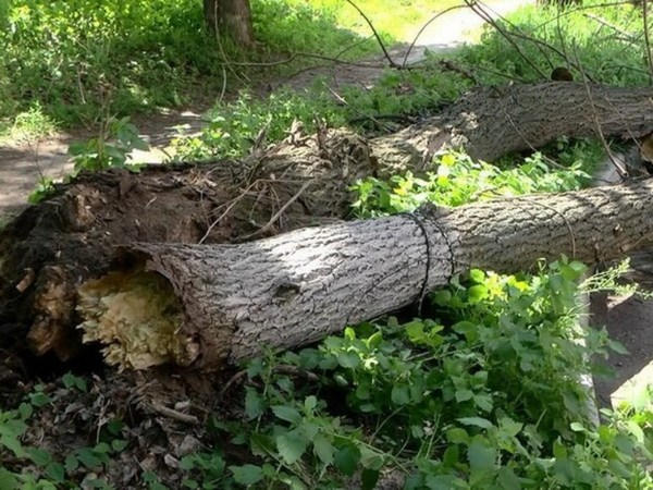В Покровске дерево упало на остановку