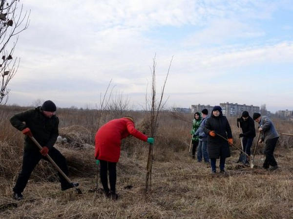 На въезде в Новогродовку высадили сто деревьев