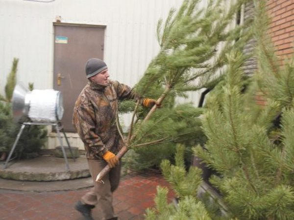 Сколько стоят новогодние елки в Покровске, и почему их не спешат покупать